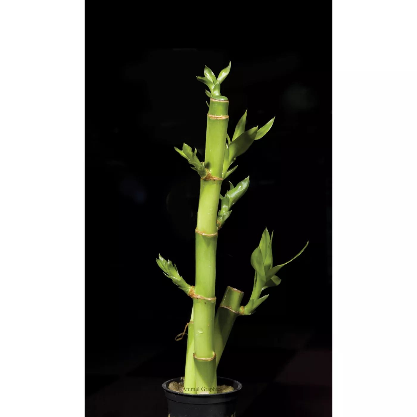 Top Fin® Bamboo Live Plant