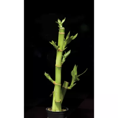 Product Top Fin® Bamboo Live Plant