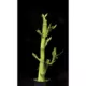 Product Top Fin® Bamboo Live Plant