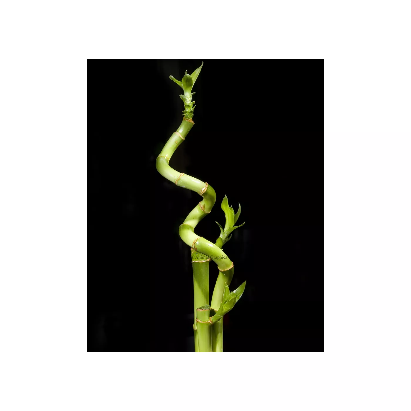 Top Fin® Curly Bamboo Live Plant