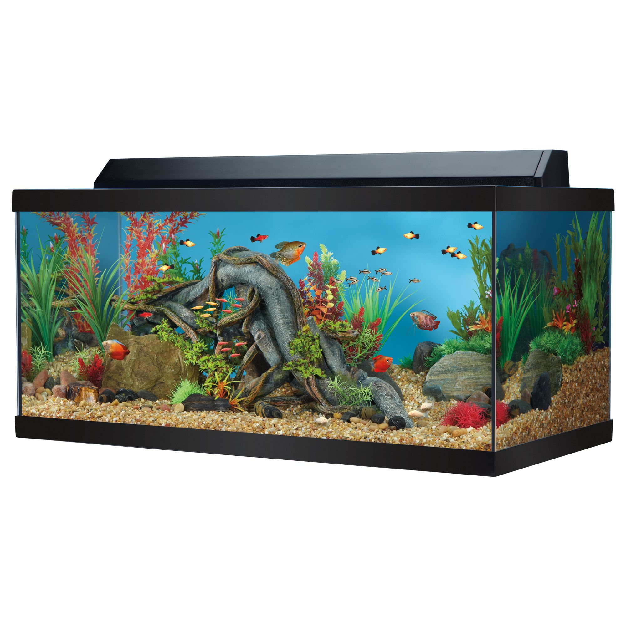 Top Fin 40 Gallon Hooded Aquarium fish Aquariums PetSmart