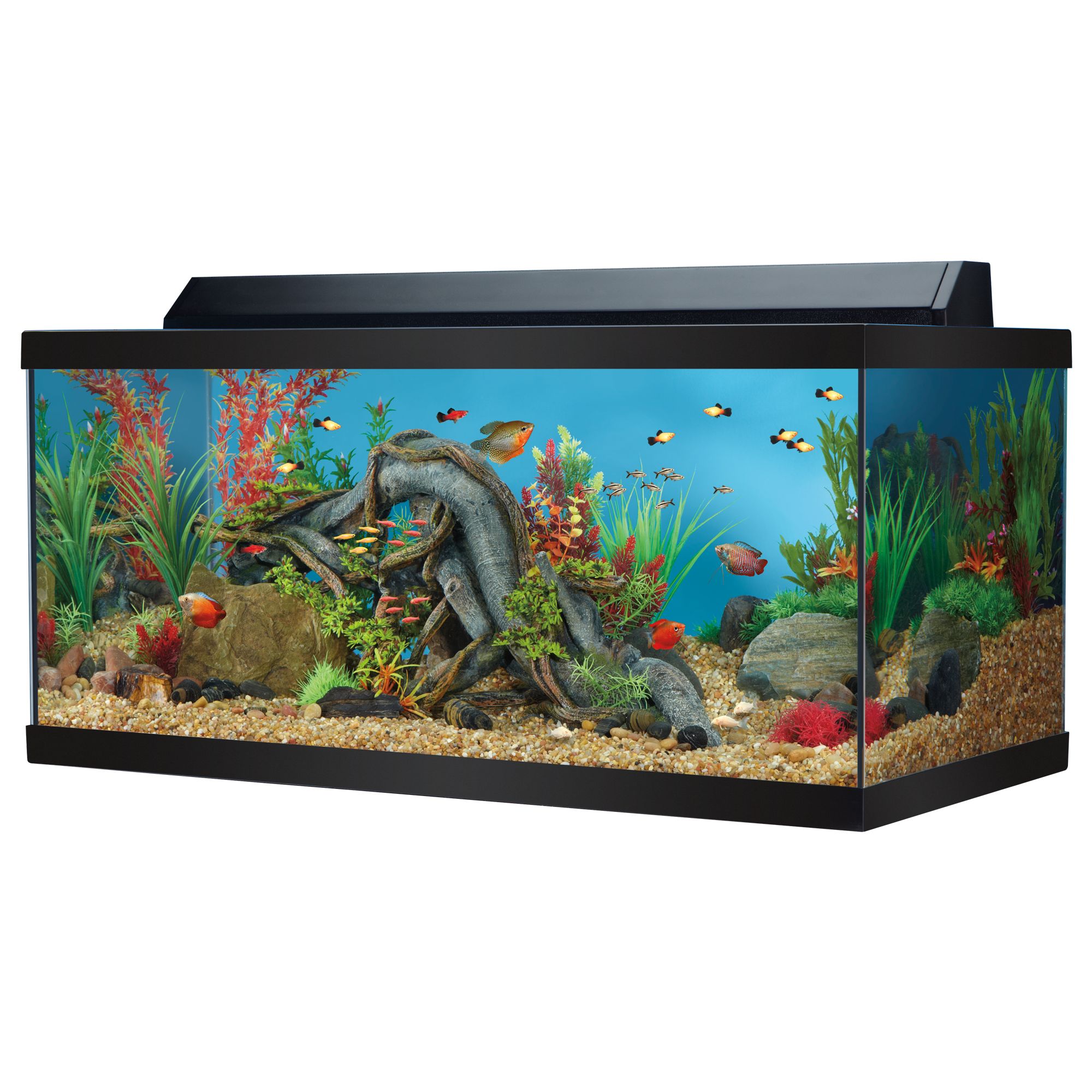 Аквариум 40х25х25. Аквариум Top. Электрические рыбы в аквариуме. 45 Gal Fish Tank.