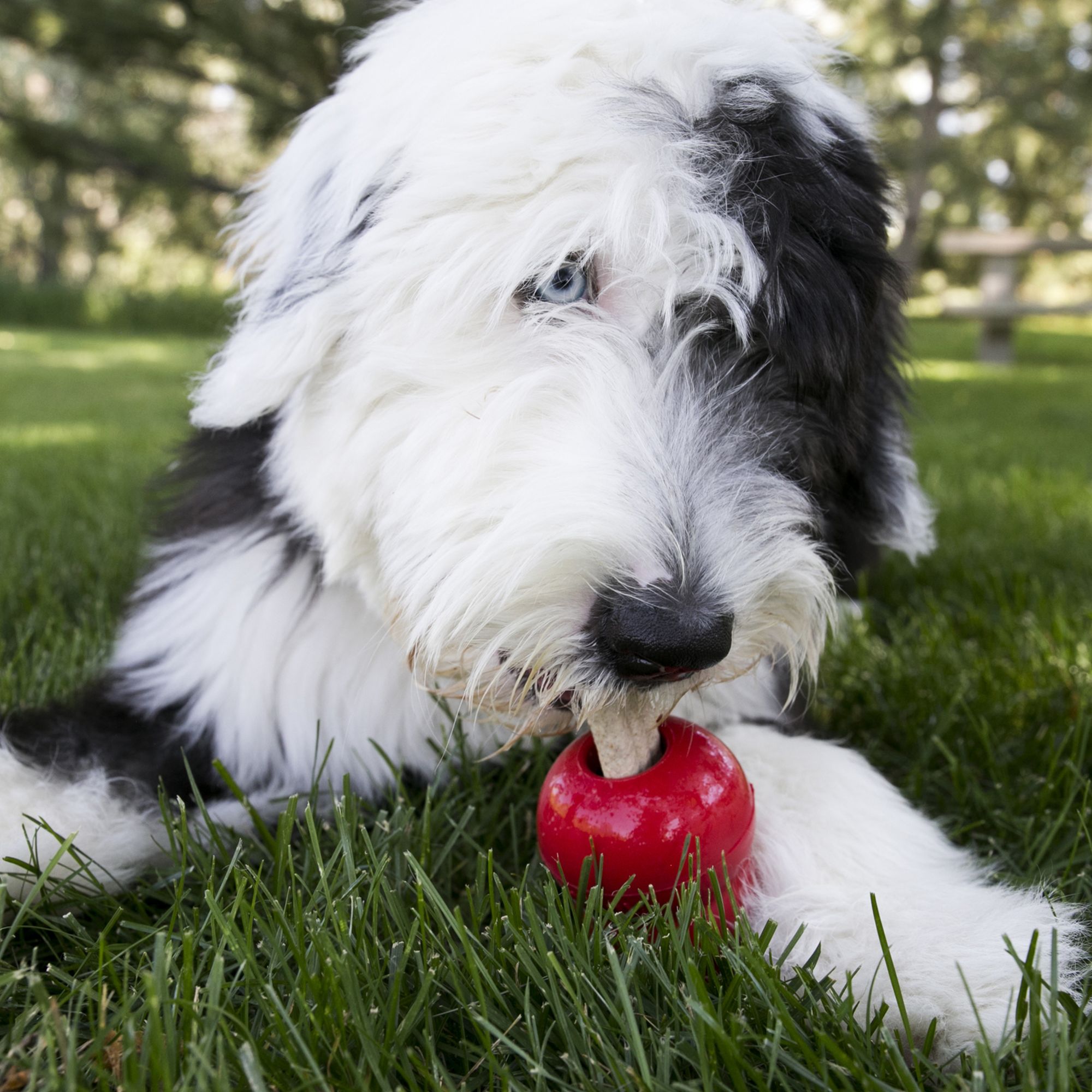 dog ate kong rubber