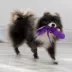 KONG® Wubba™ Dog Toy (COLOR VARIES) image thumbnail 2