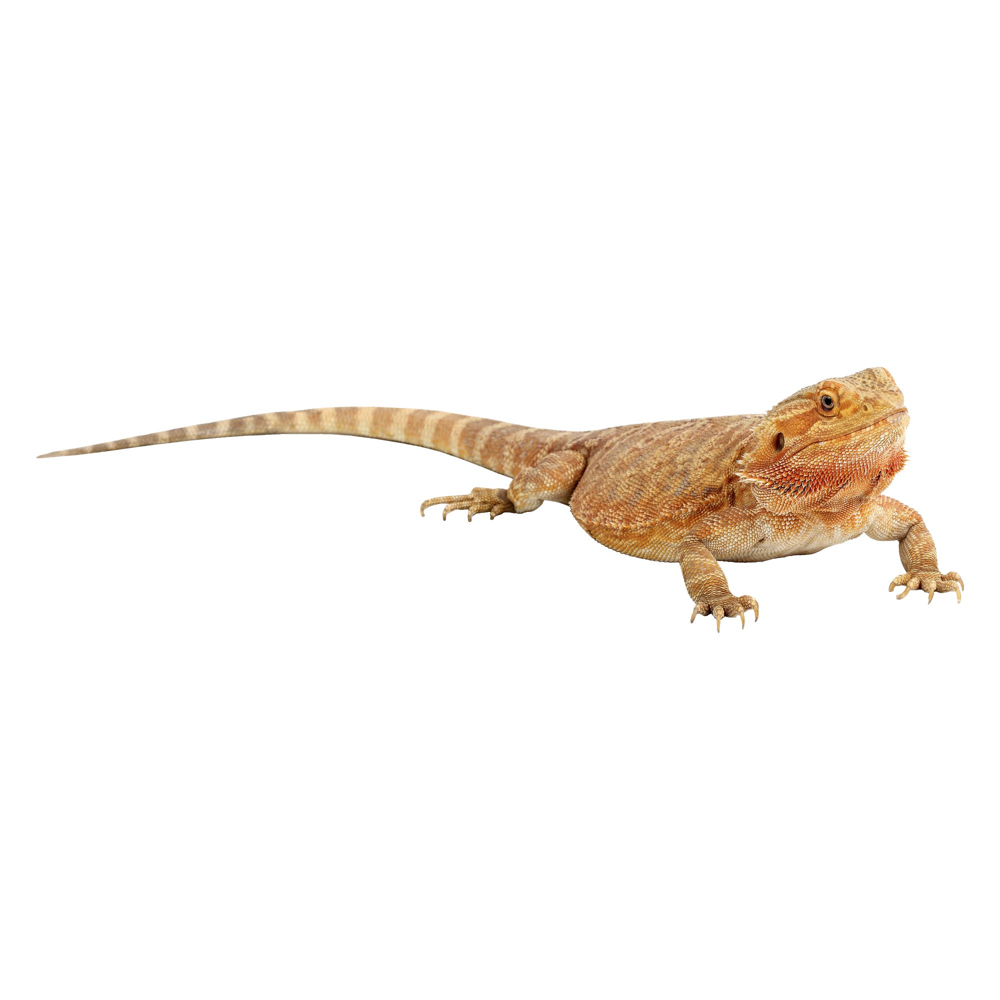 Fancy Bearded Dragon For Sale Live Pet Reptiles Petsmart