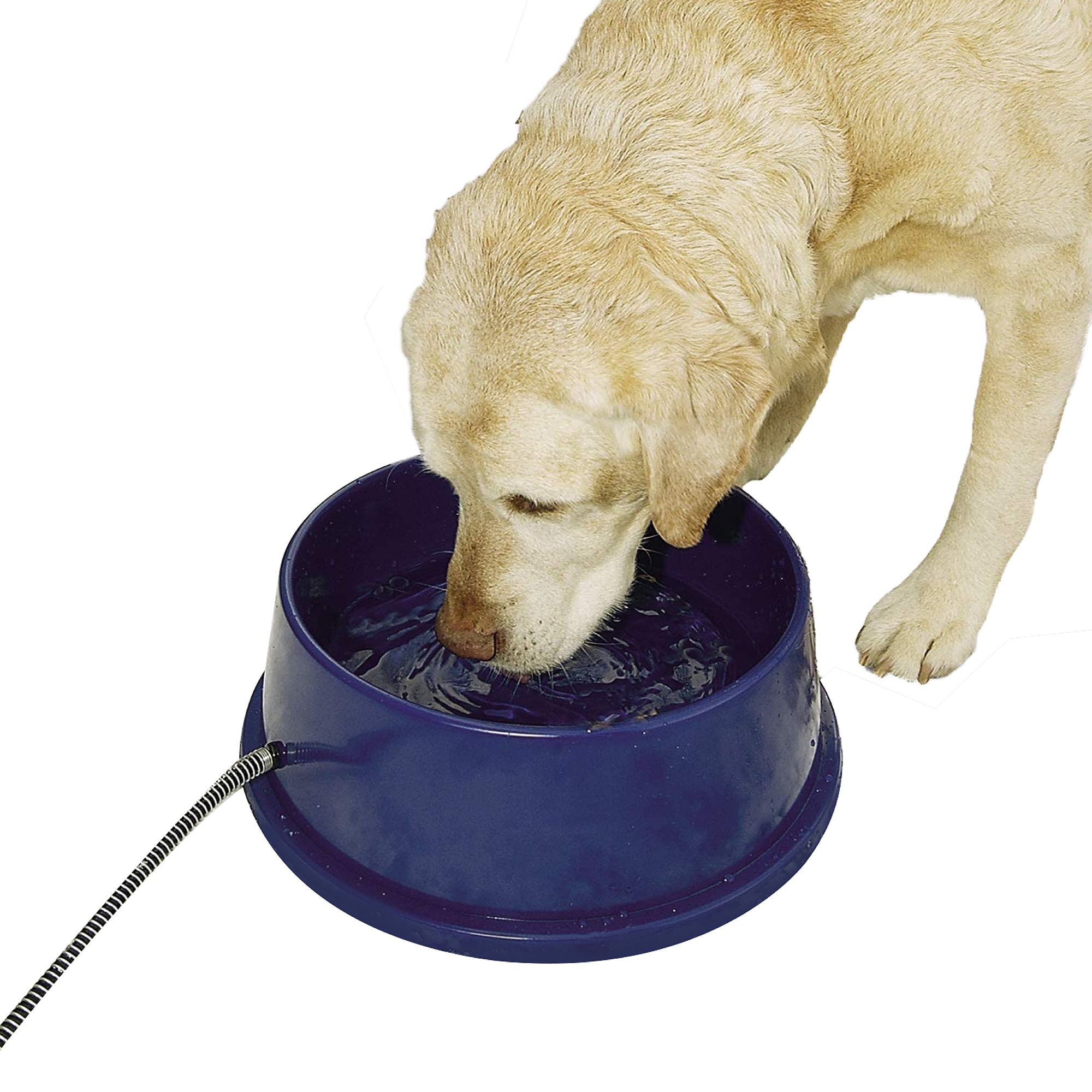 heated dog bowl