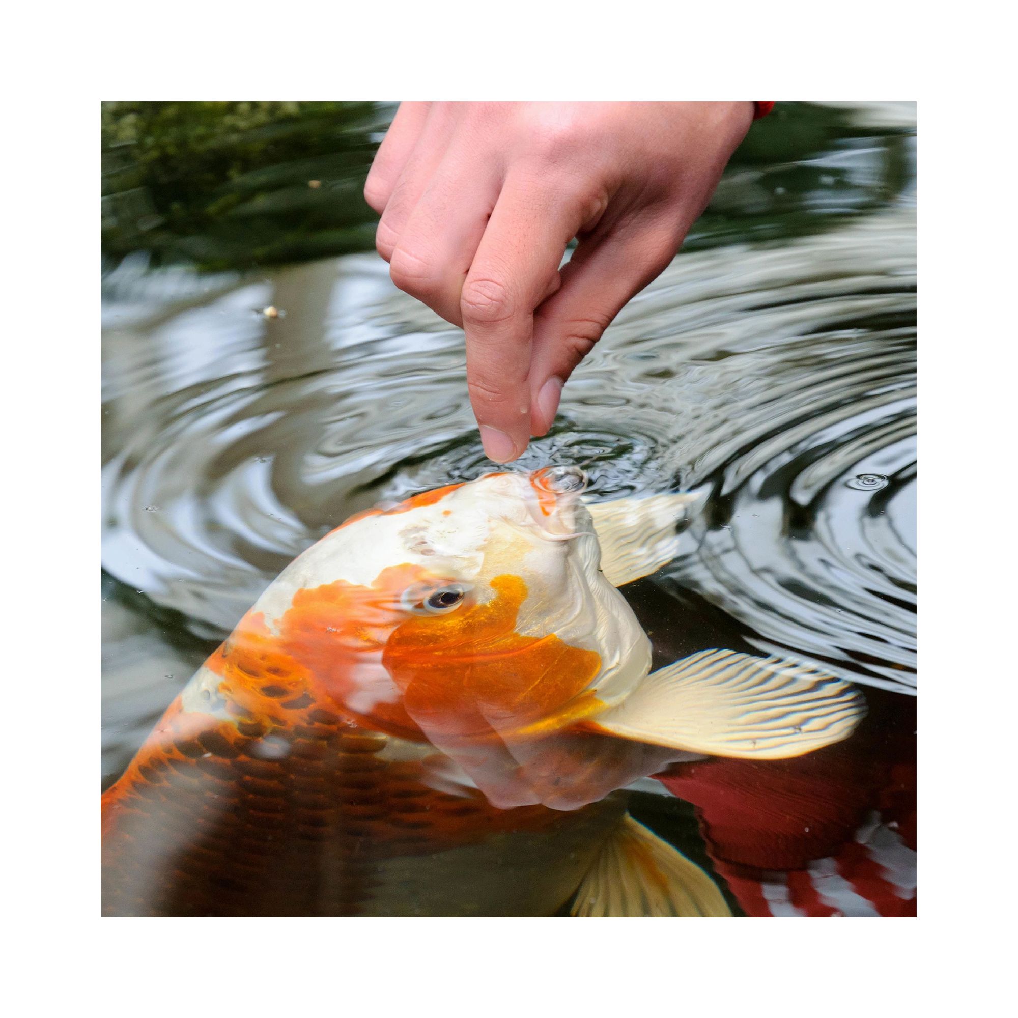 TetraPond Spring and Fall Fish Diet for Koi & Goldfish - thumbnail 4