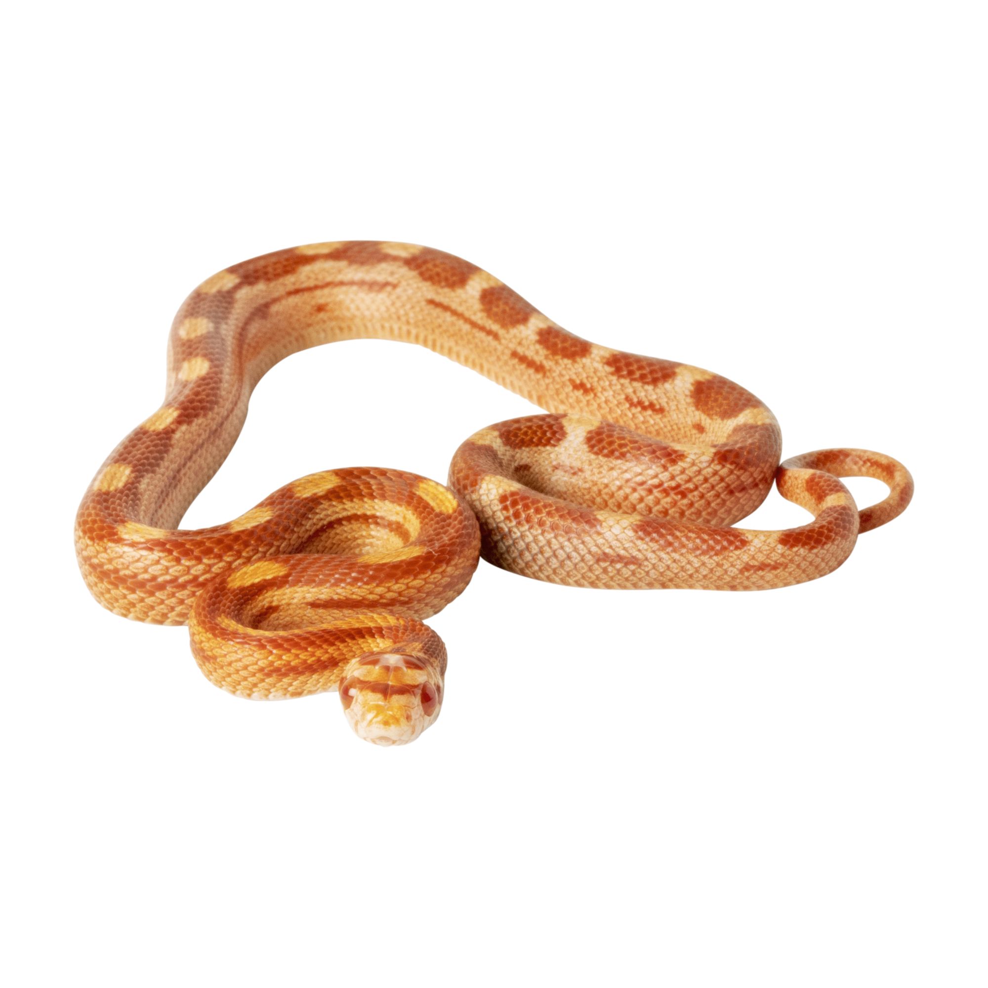 Fancy Corn Snake For Sale | Live Pet 