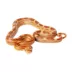 Fancy Corn Snake image thumbnail 1