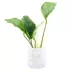 Top Fin® Anubias image thumbnail 2