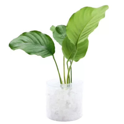 Product Top Fin® Anubias