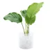 Top Fin® Anubias Live Plant image thumbnail 2
