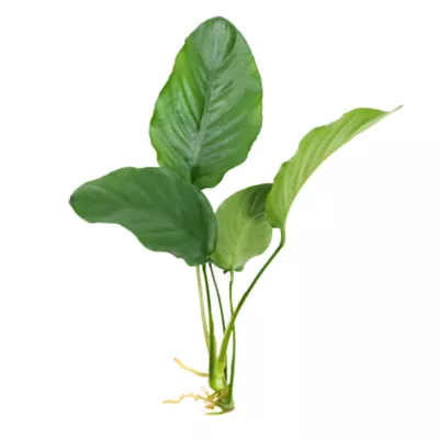 Product Top Fin® Anubias
