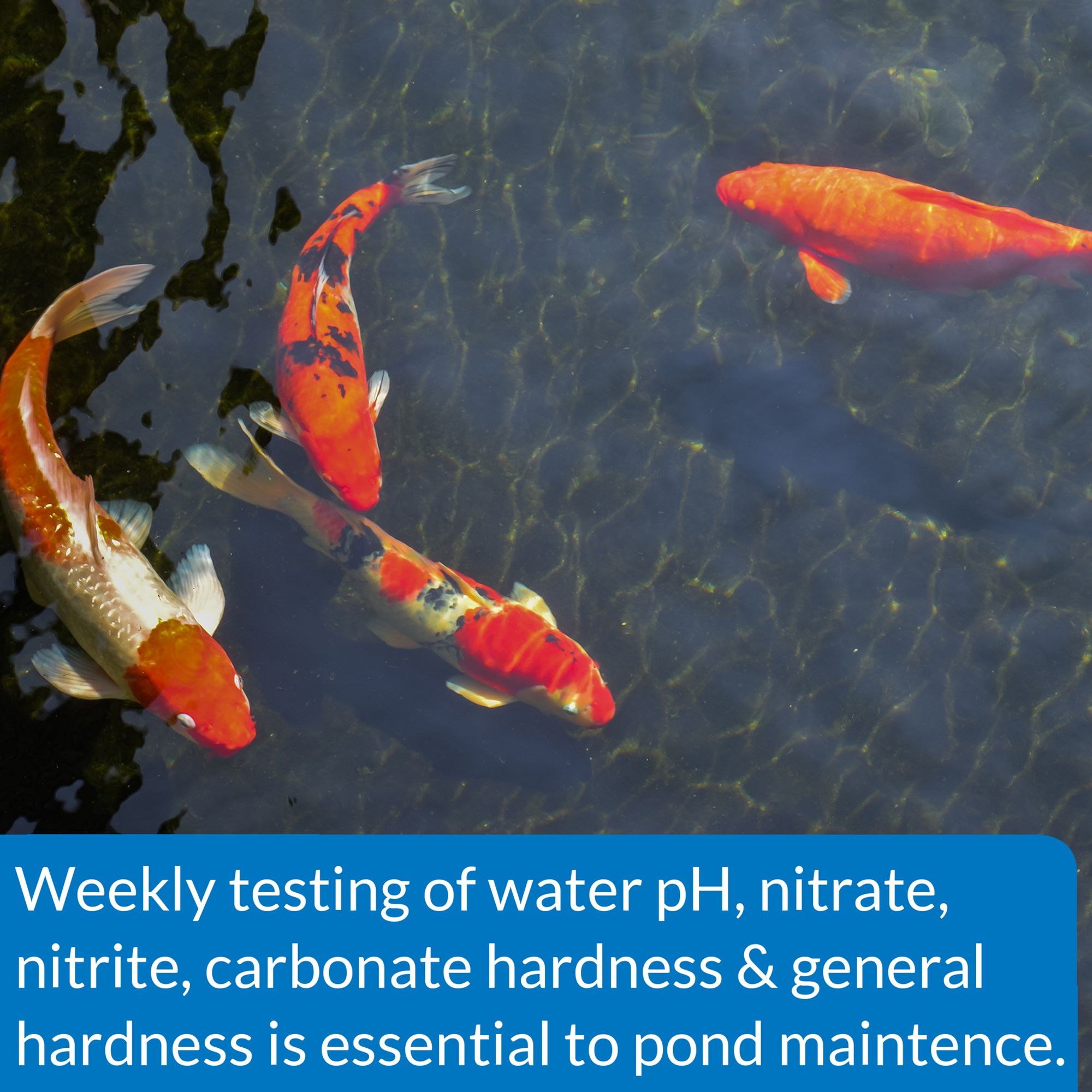 API® POND 5 IN 1 Pond Water Test Strips for Pond Water Testing - thumbnail 4