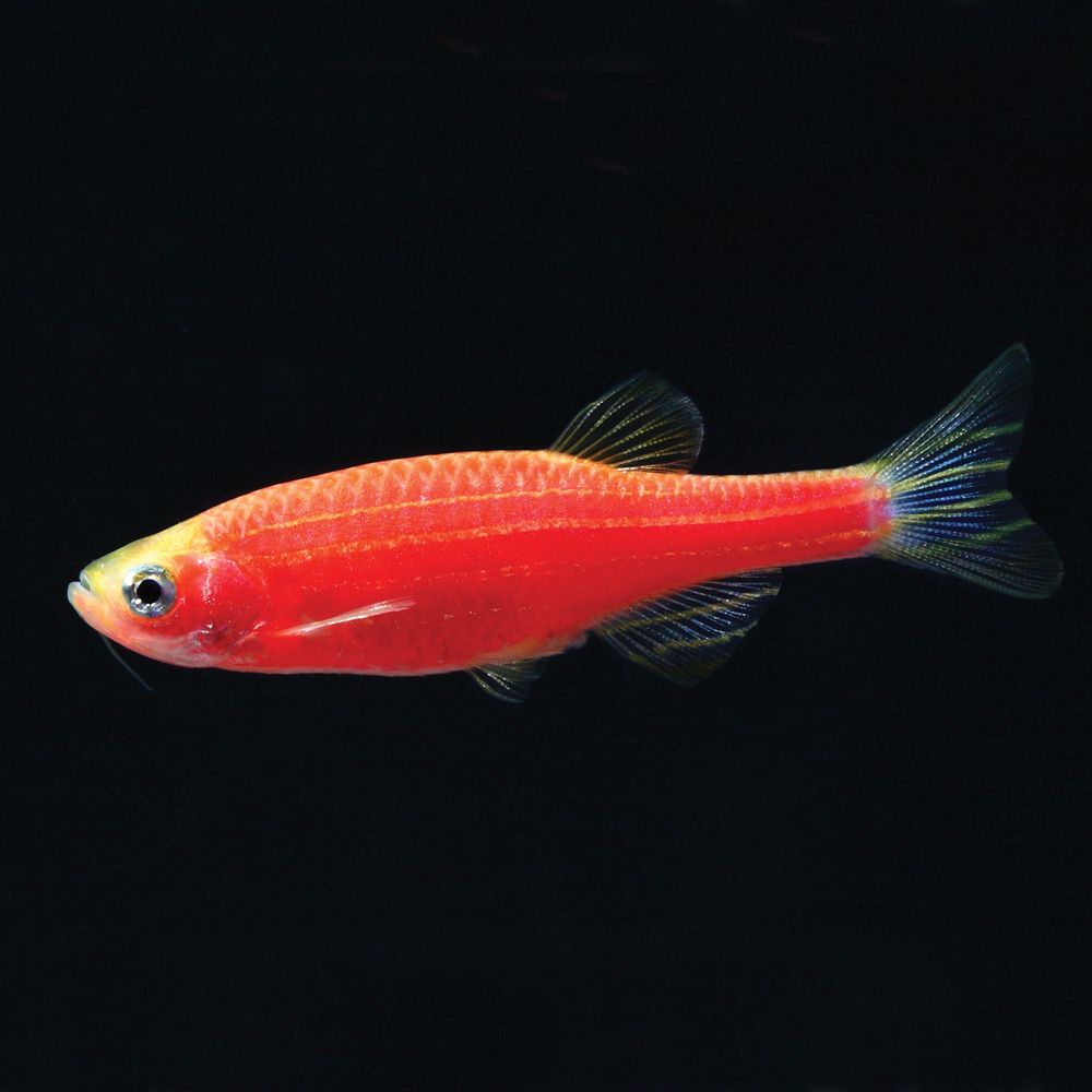 GloFish Starfire Red Danio