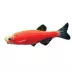 GloFish® Starfire Red Danio image thumbnail 1