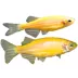 GloFish® Sunburst Orange Danio image thumbnail 1