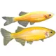 Product GloFish® Sunburst Orange Danio