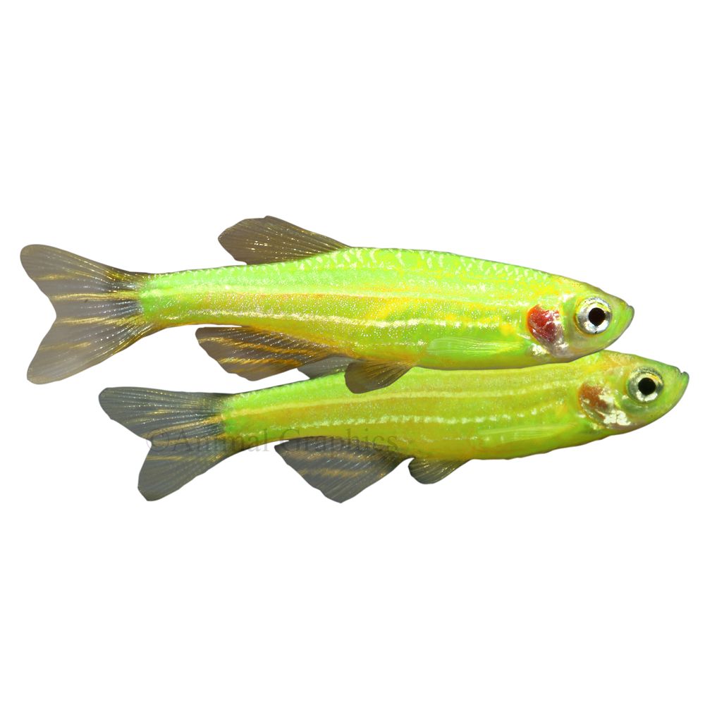 GloFish Electric Green Danio