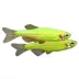 GloFish® Electric Green® Danio image thumbnail 1