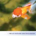 Aqueon® Goldfish Granules Fish Food image thumbnail 4