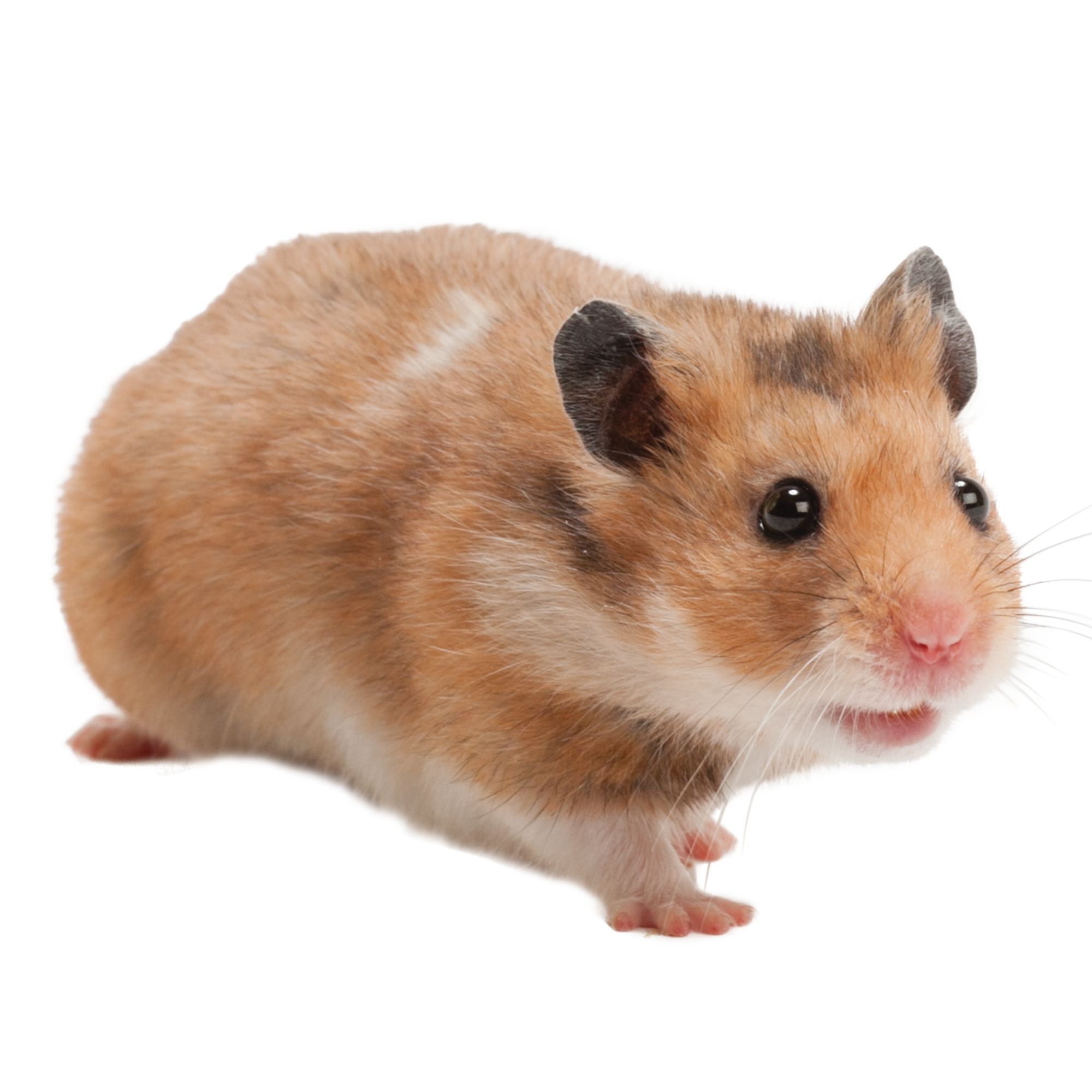 Getting a best sale hamster at petsmart