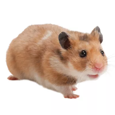 Product Fancy Bear Hamster