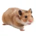 Fancy Bear Hamster image thumbnail 1