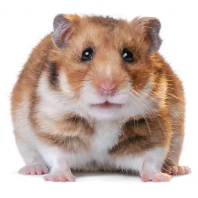 Product Fancy Bear Hamster