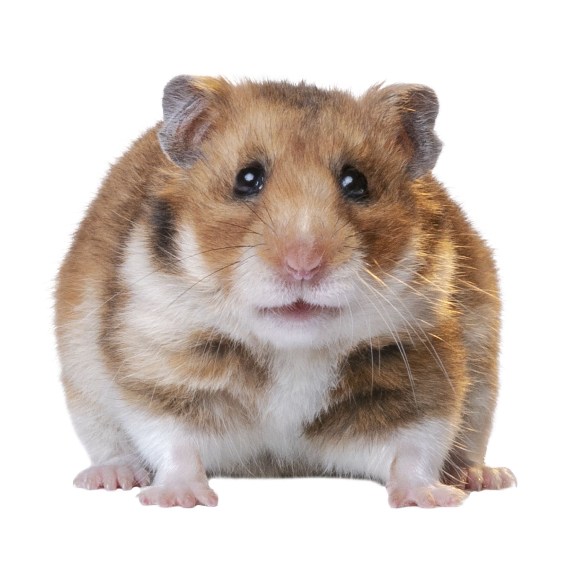 Female Fancy Bear Syrian Hamster For Sale, Live Pet Hamster