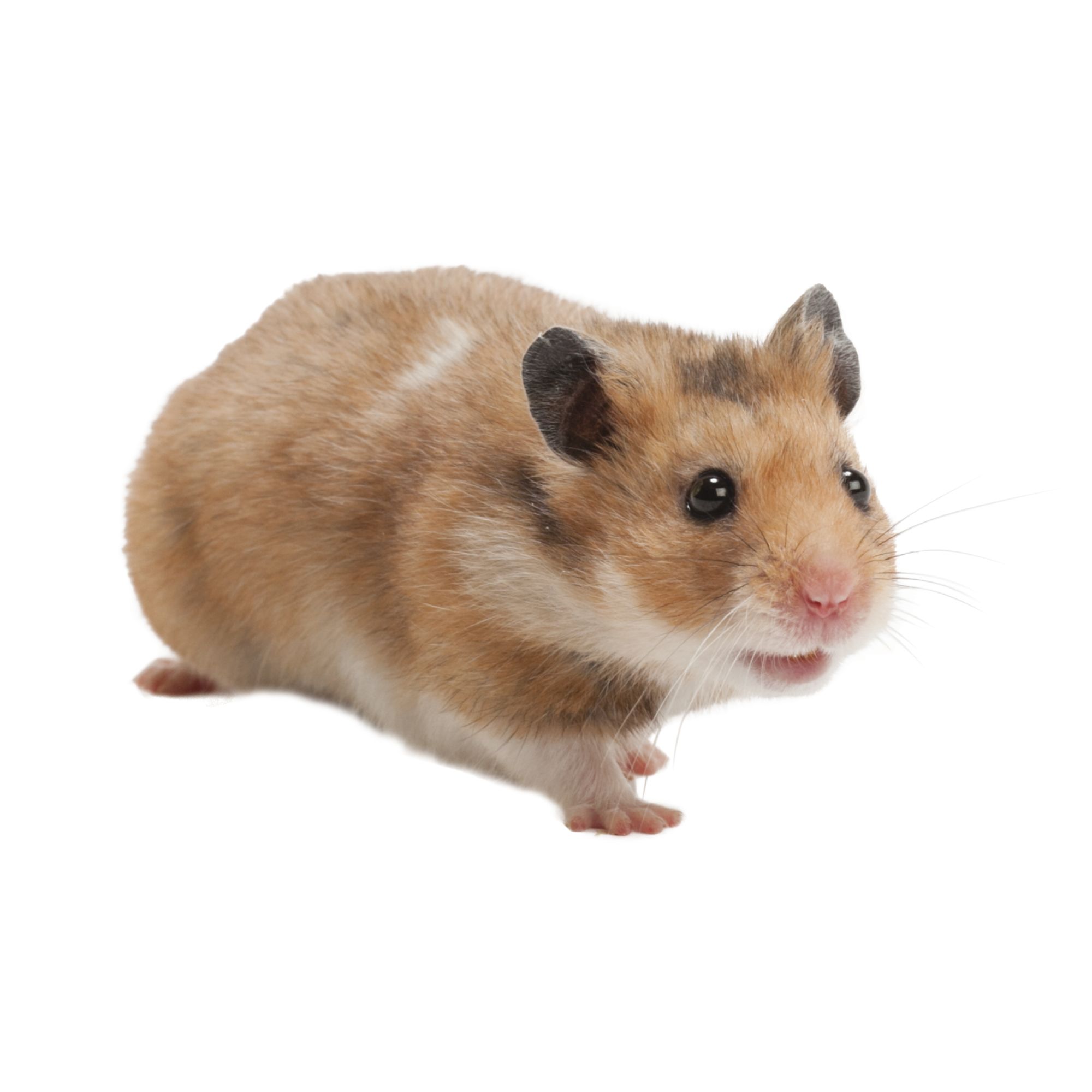 hamster for sale online
