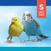All Living Things® Popsicle Stick Bird Toy image thumbnail 2
