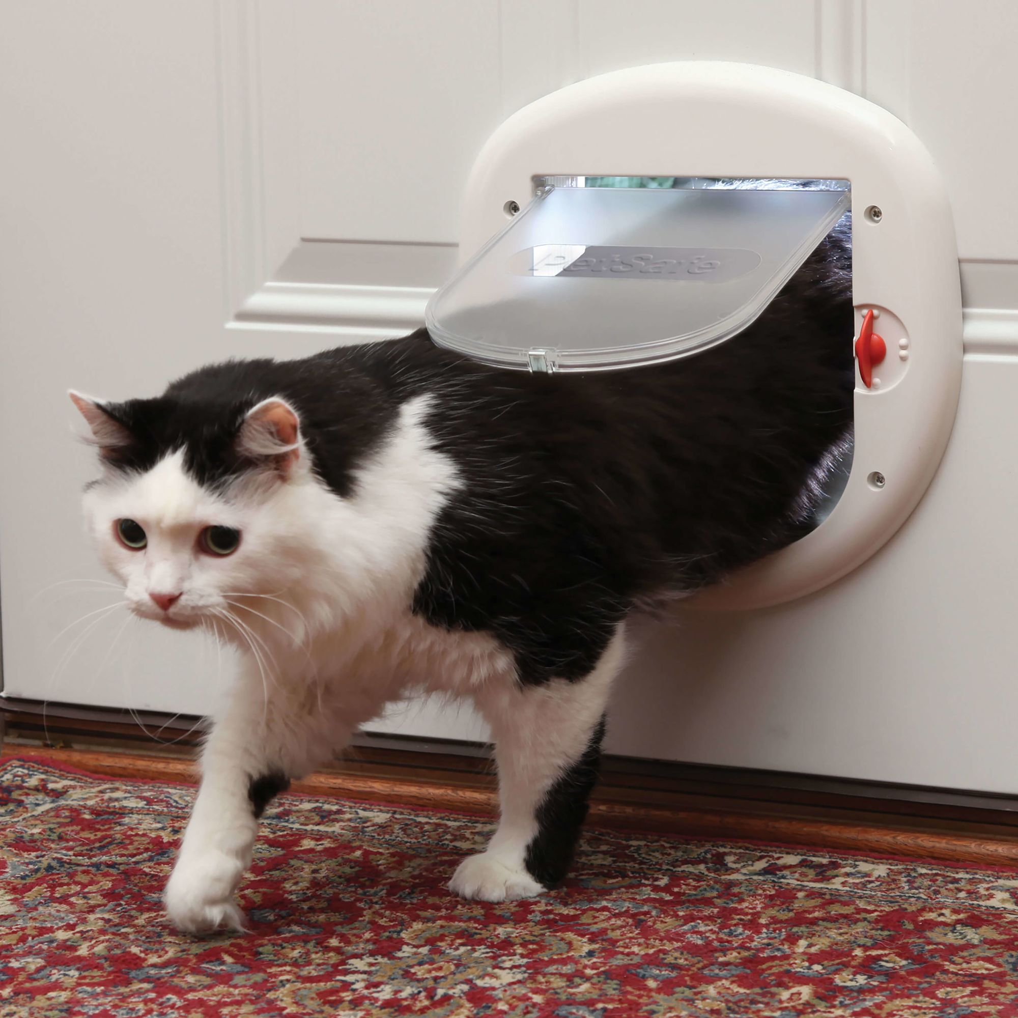 large cat flap with tunnel