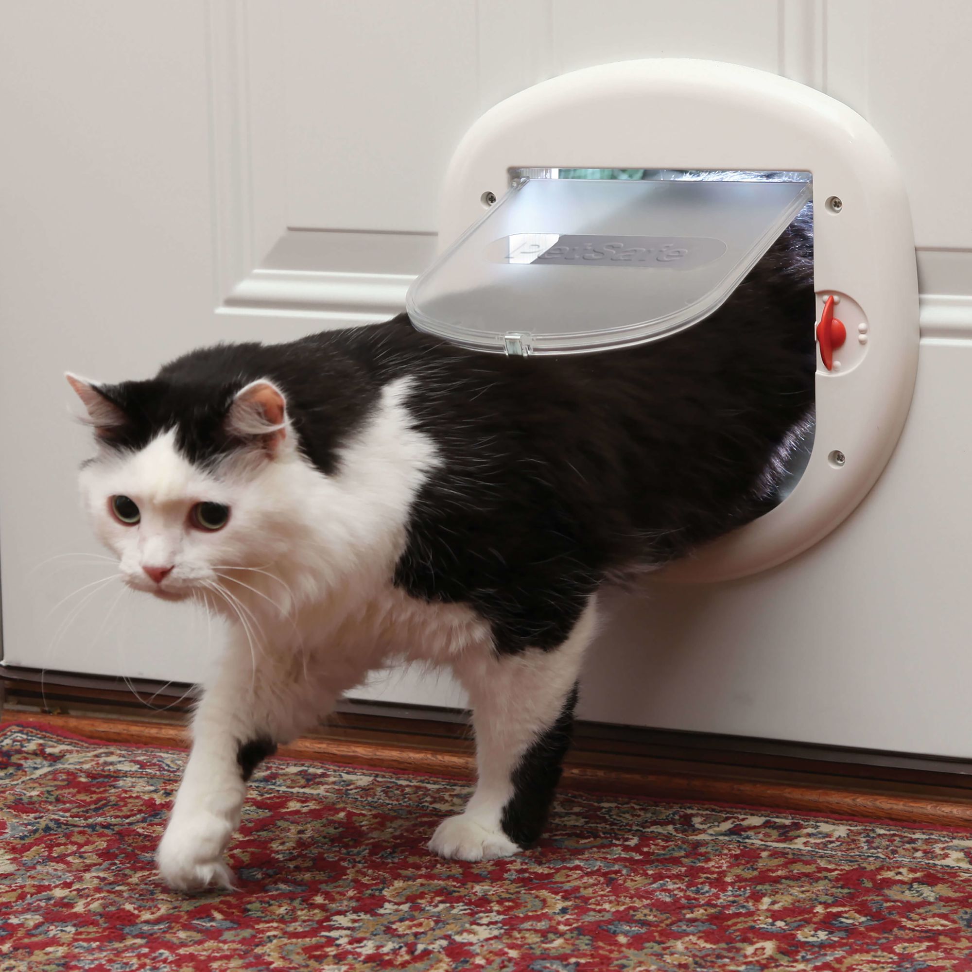 one way cat flap