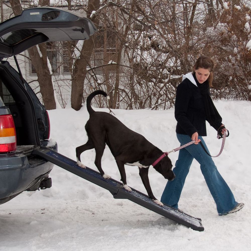 Dog car ramps petsmart hotsell