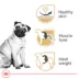 Royal Canin Breed Health Nutrition Pug Adult Dry Dog Food image thumbnail 3