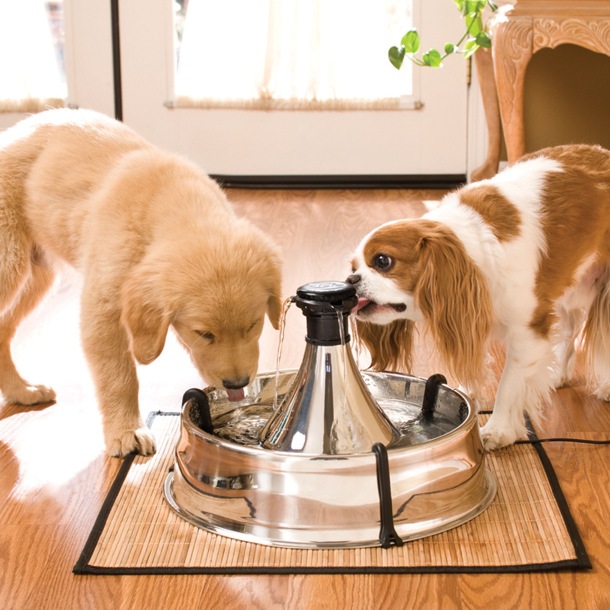 360 pet fountain