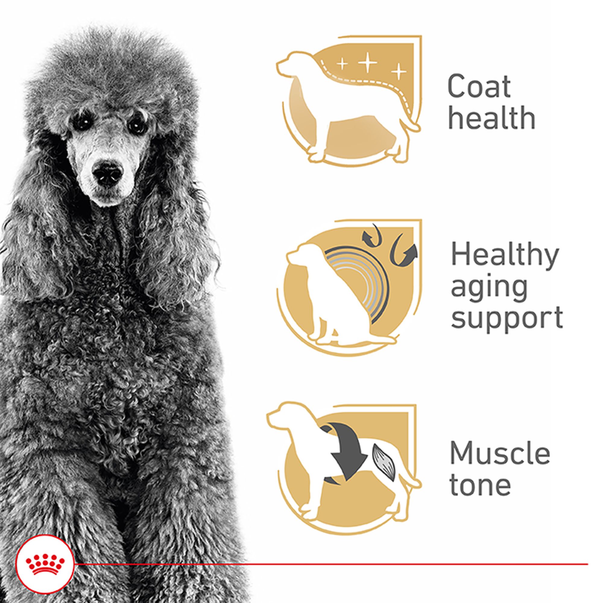royal canin poodle adult