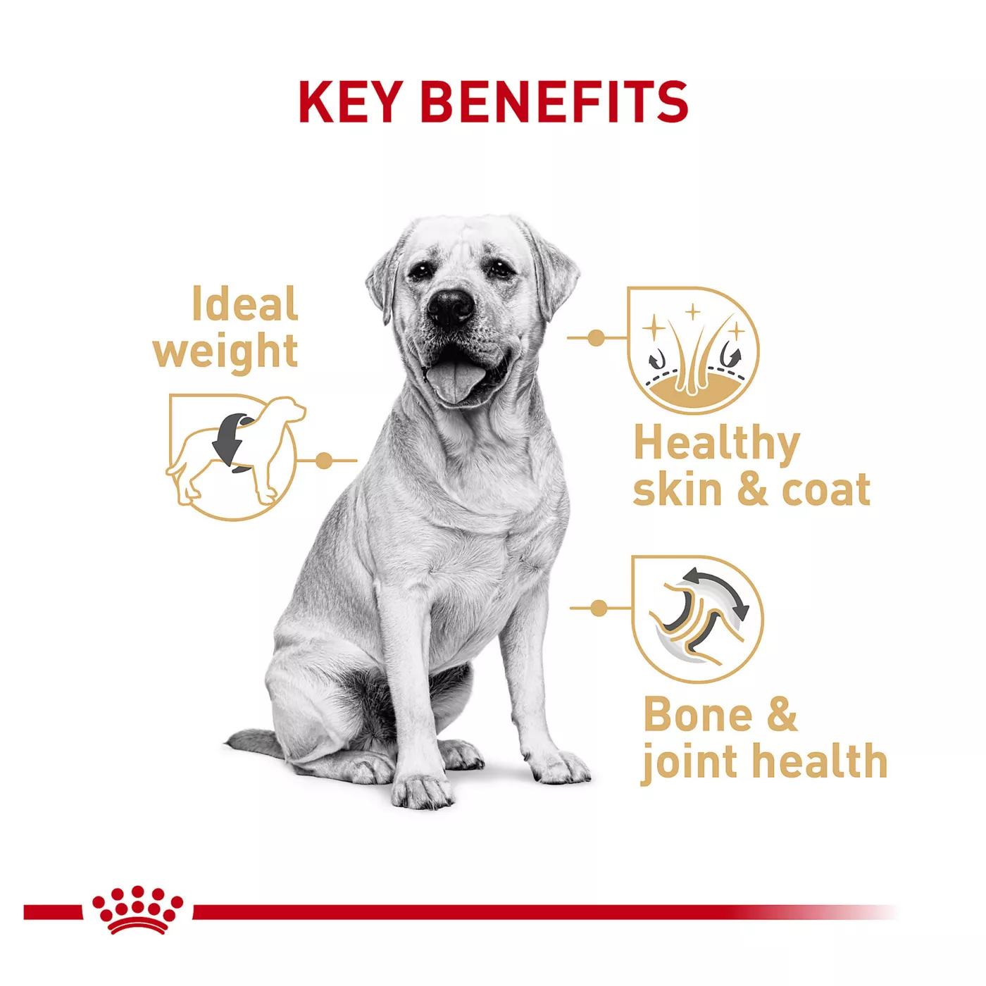 Royal Canin Breed Health Nutrition Labrador Retriever Breed Specific Adult Dog Dry Food 30 lb