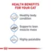 Royal Canin® Feline Care Nutrition Weight Care Adult Wet Cat Food - Thin Slices in Gravy, 3 Oz image thumbnail 4
