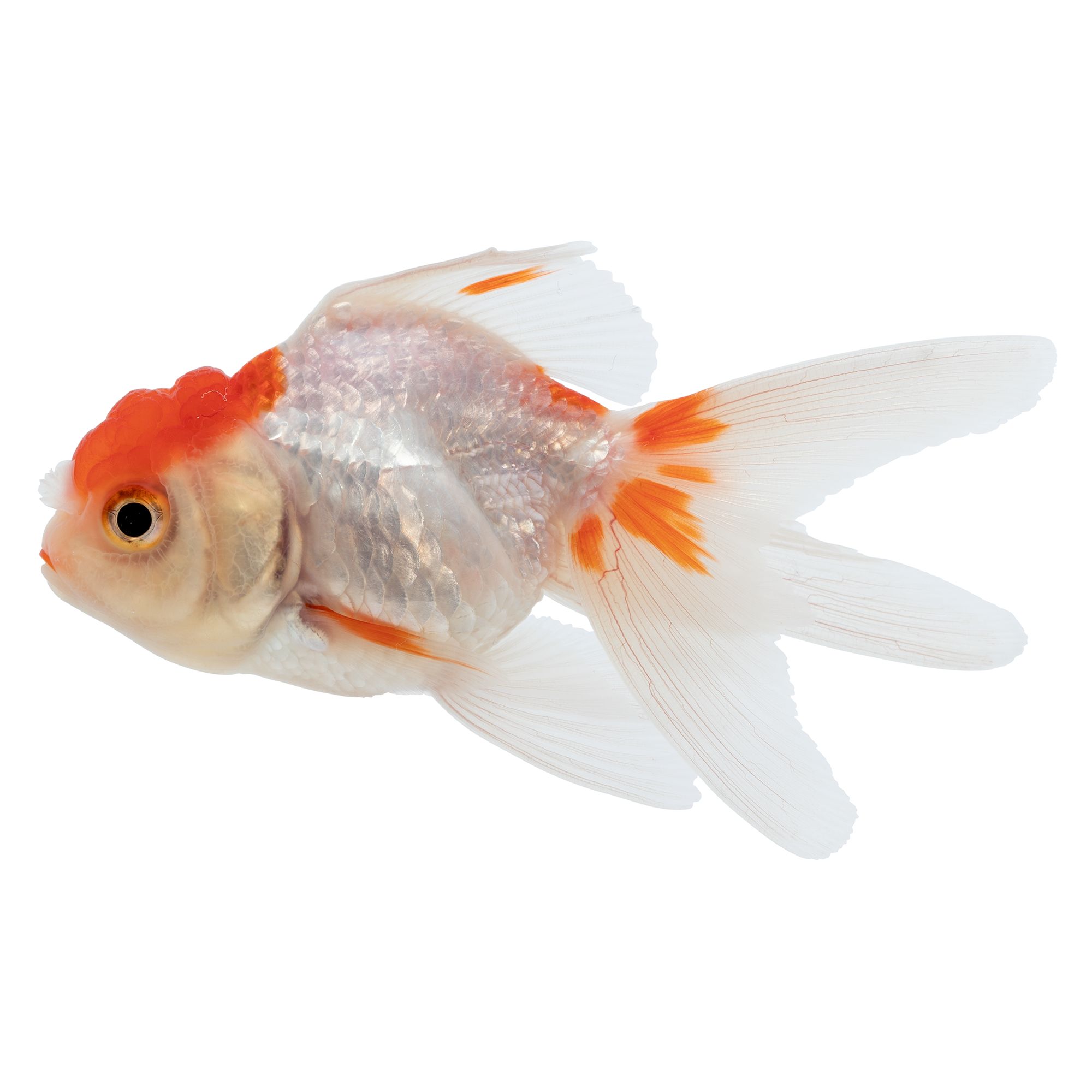 Fantail hotsell goldfish petsmart