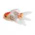 Assorted Oranda Goldfish image thumbnail 1