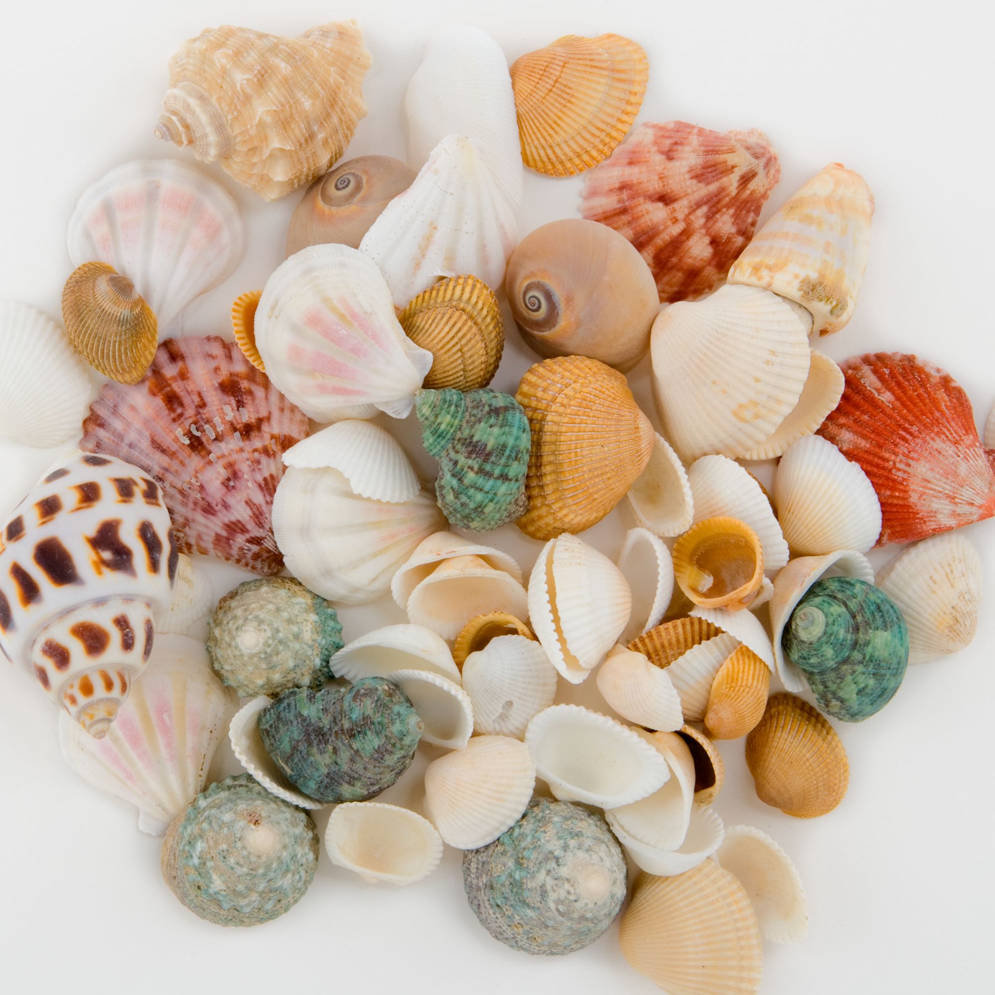 Top Fin Seashell Aquarium Decor Assorted Shells Fish Gravel Sand Stones Petsmart