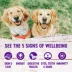 Wellness® Complete Health Adult Wet Dog Food - Natural image thumbnail 5