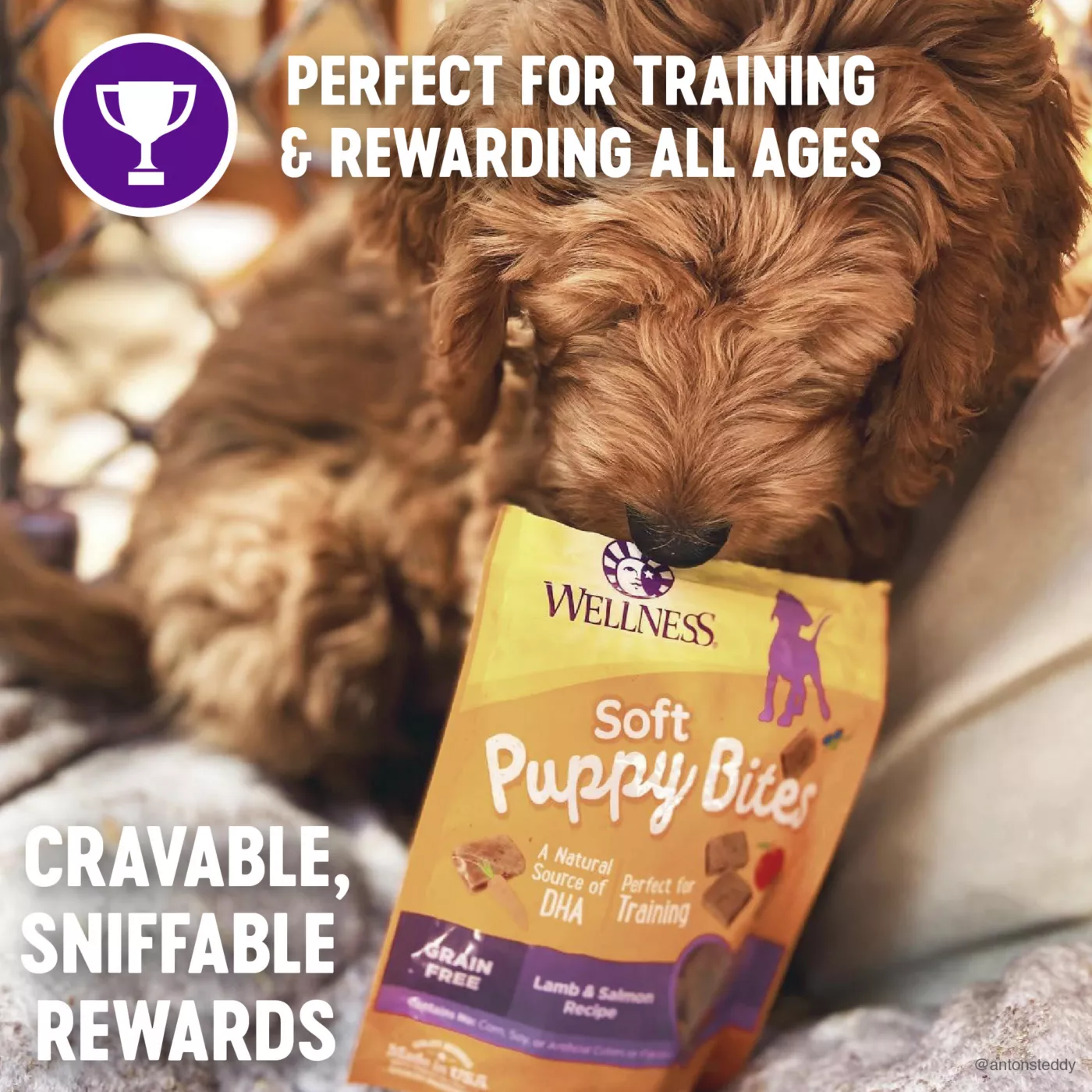 Wellness Soft Puppy Bites Puppy Treats Natural Grain Free Lamb Salmon