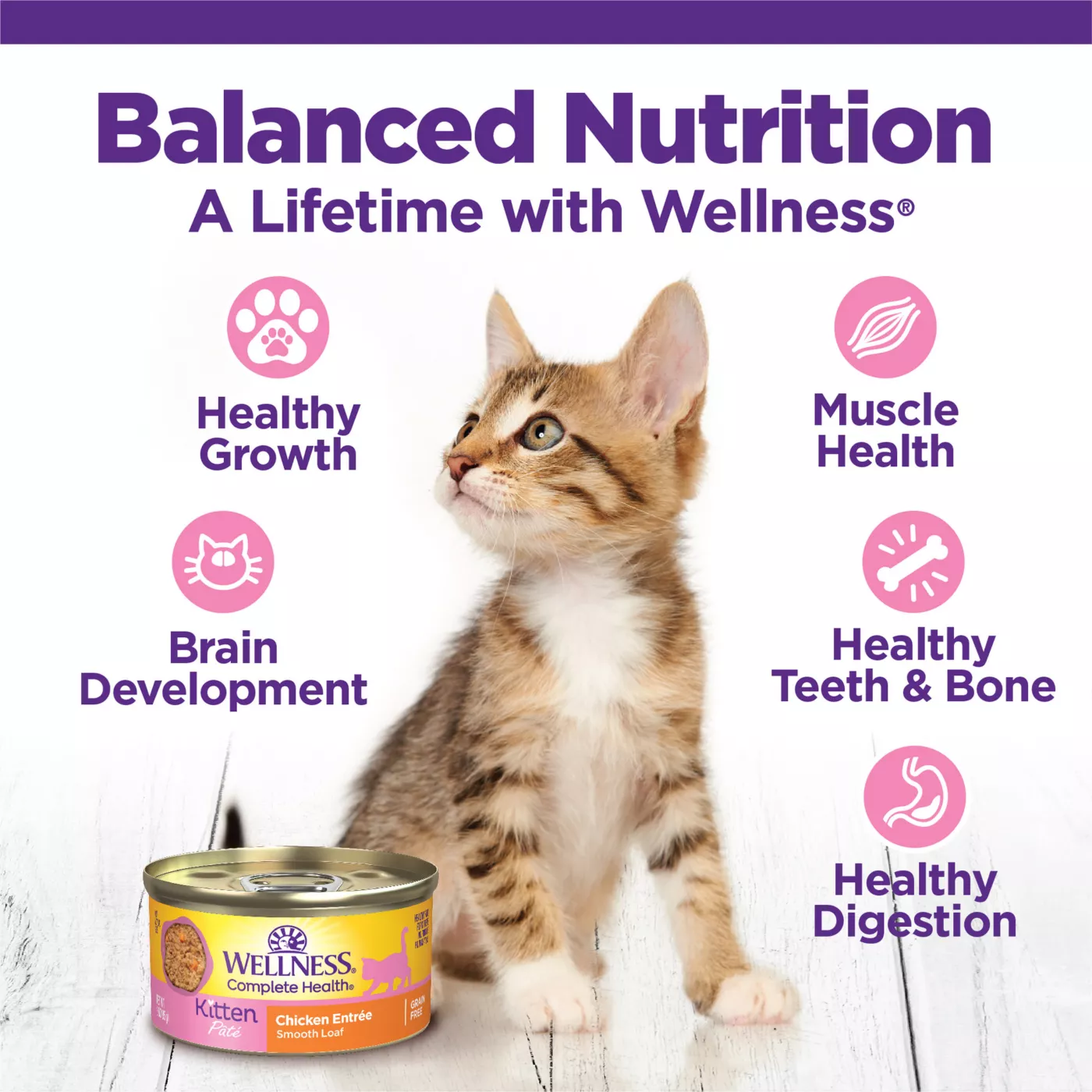 Healthy wet kitten food best sale