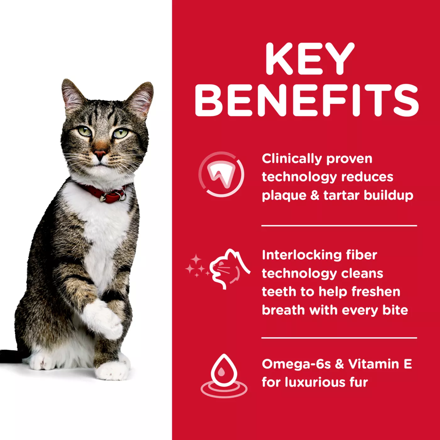 Dry cat food dental health sale