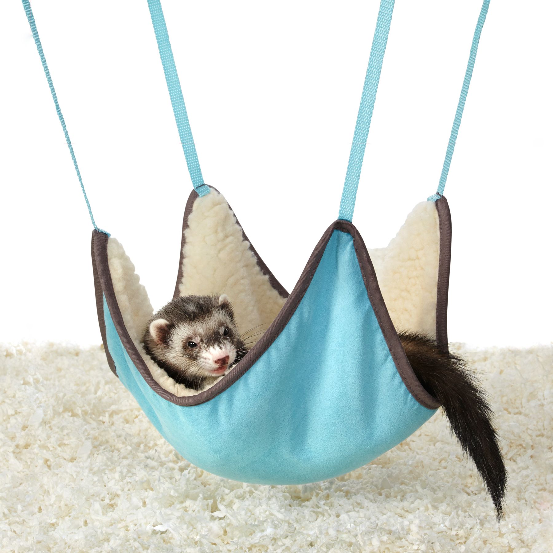 ferret in hammock