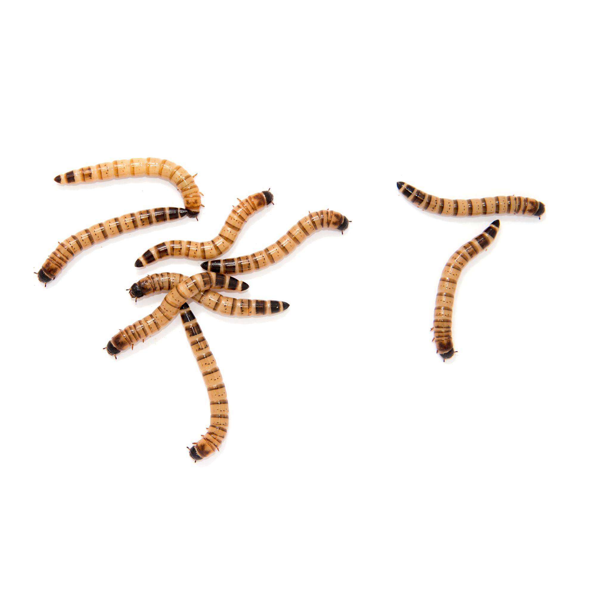 Live hotsell mealworms petsmart