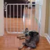 Cardinal Gates Auto-Lock Pet Gate image thumbnail 3
